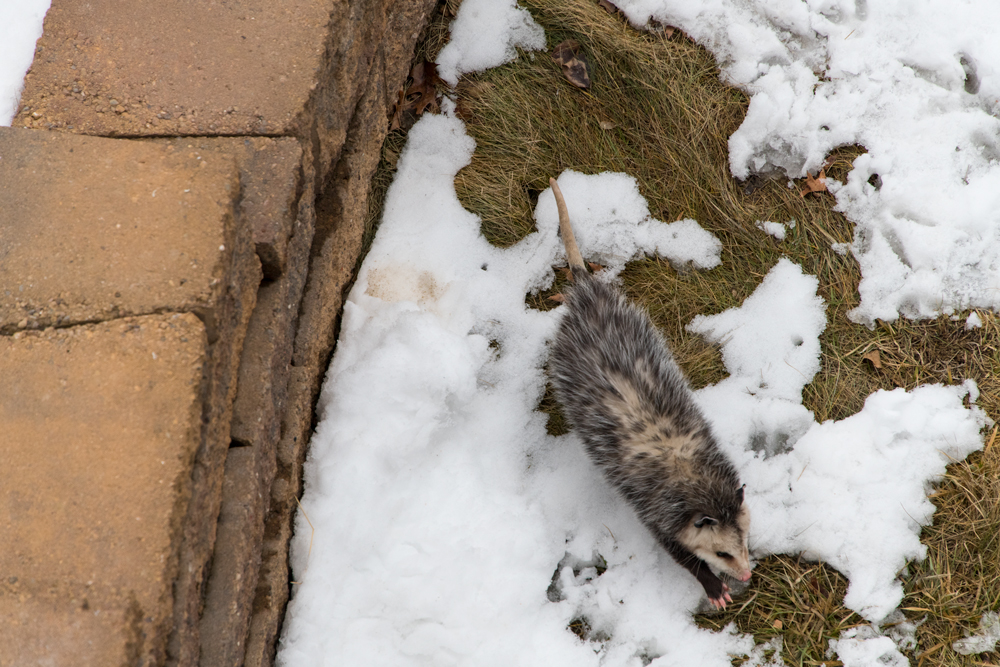Opossum in our backyard