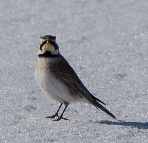 Horned Lark