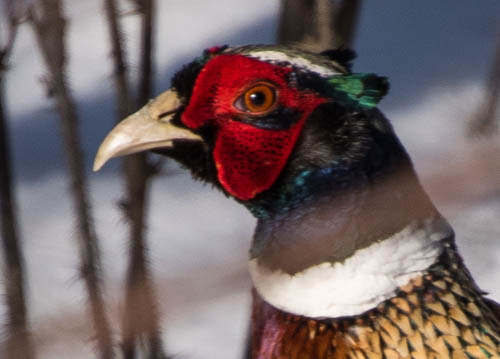 Close-Up