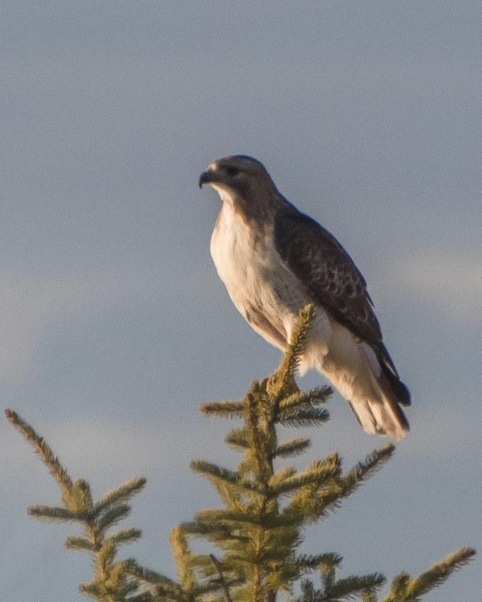 Hawk in our front yard
