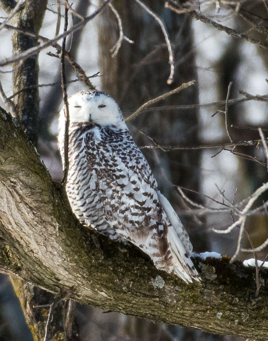 And one more owl