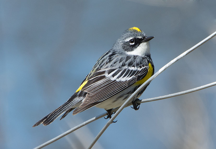 Warbler