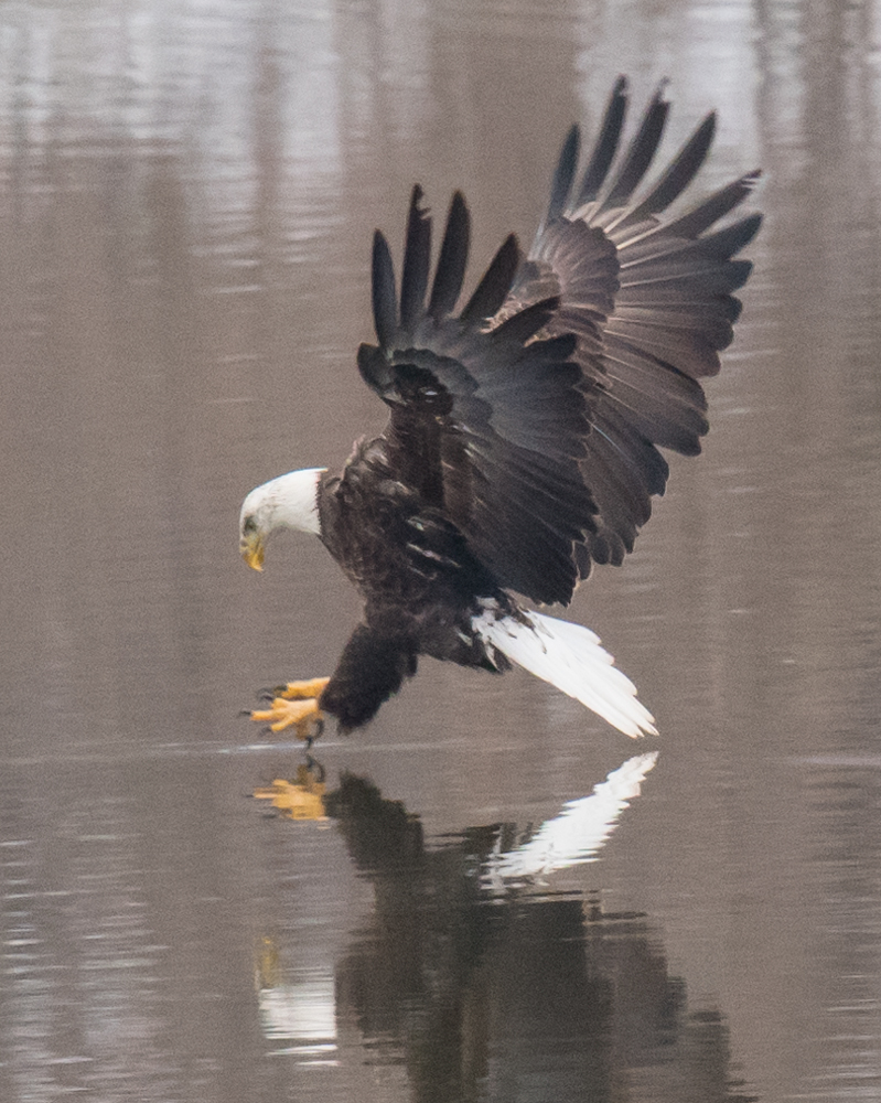 Attempting to catch a fish