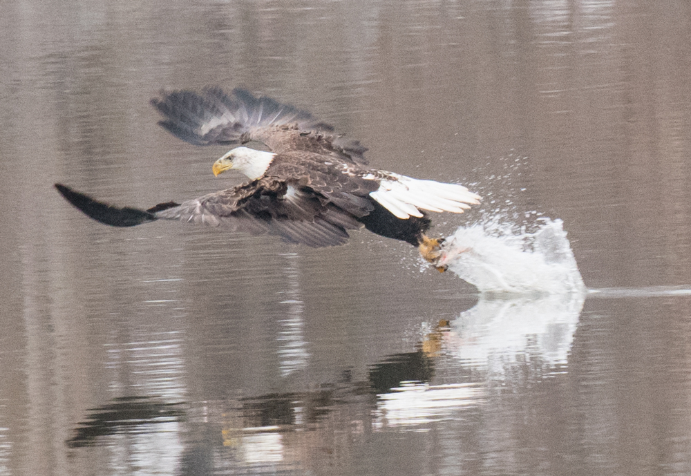 Catching another fish