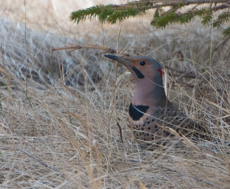 Northern Flicker