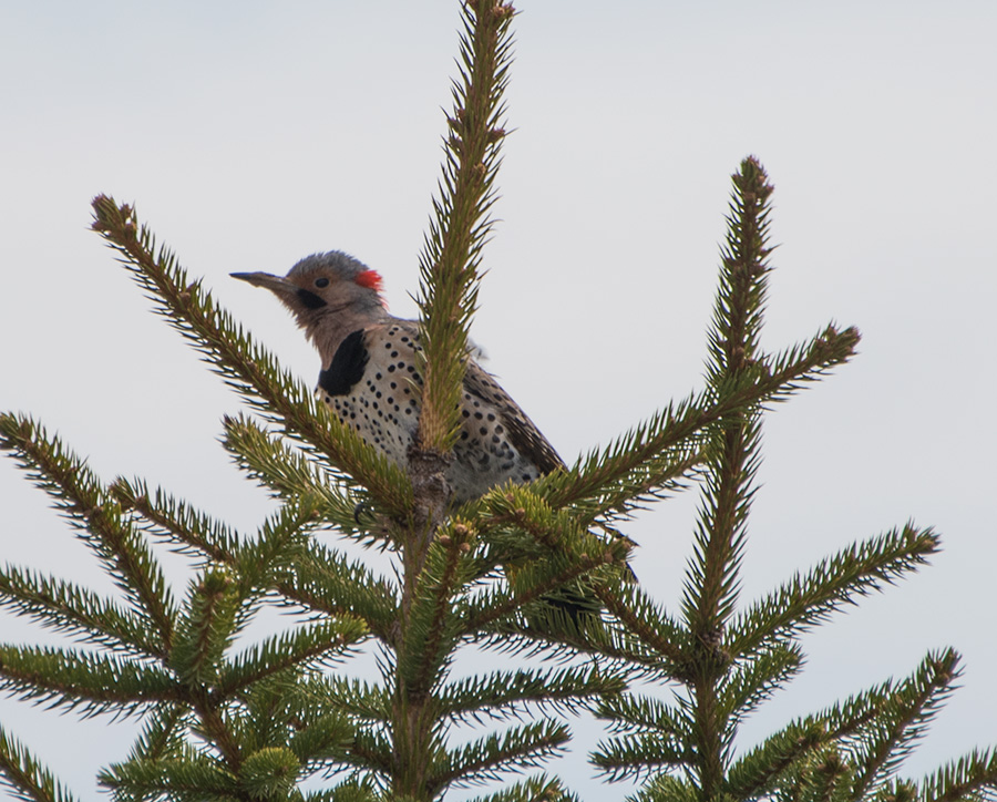 Northern Flicker