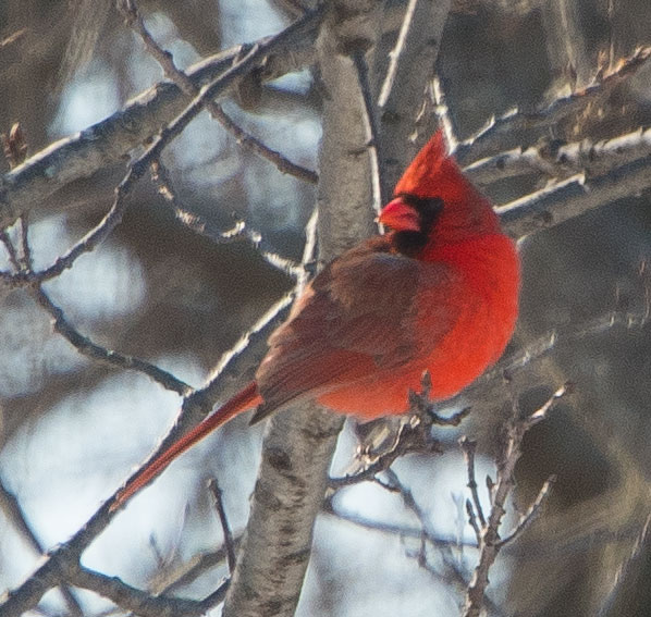 Cardinal