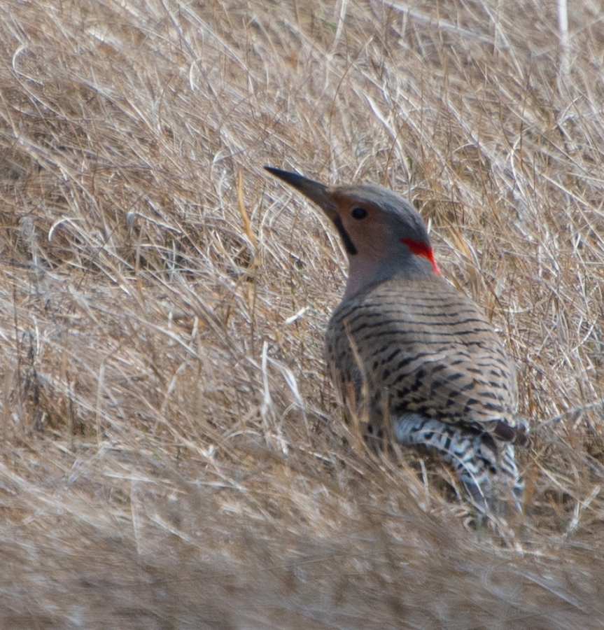 Northern Flicker