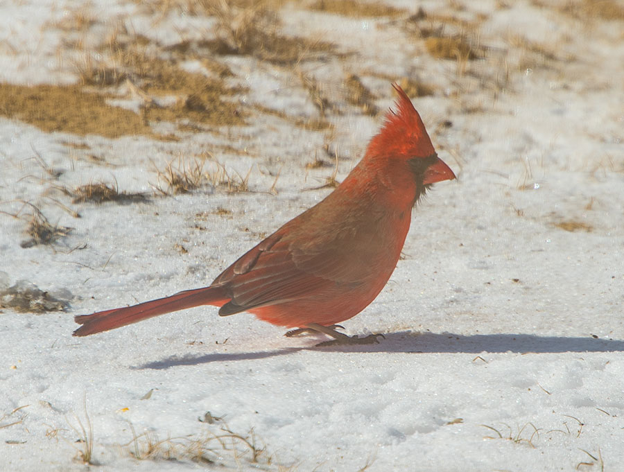 Cardinal