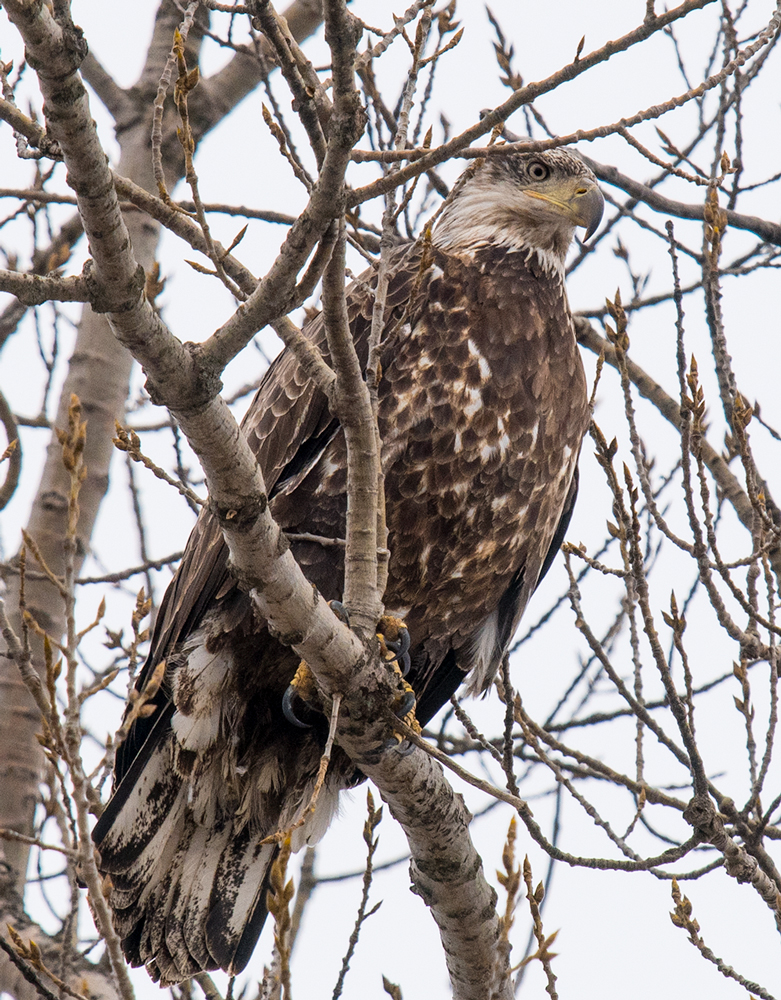 Immature Bald Eagle