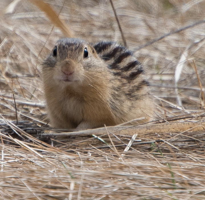 Ground Squirrel