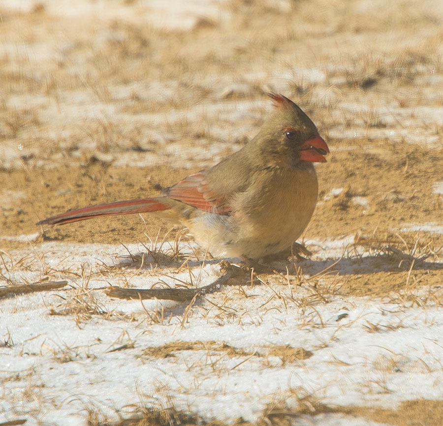 Female Cardinal