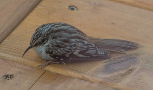 Brown Creeper