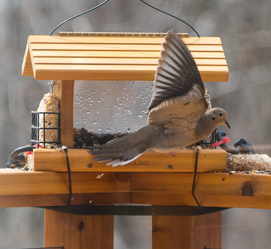 Mourning Dove