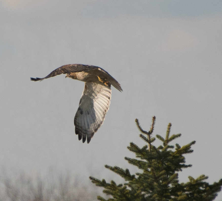 Red-Tailed Hawk