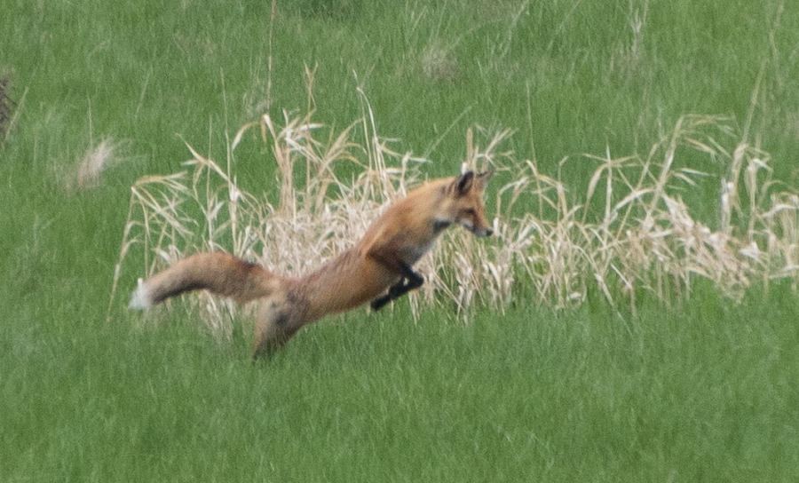 Red Fox
