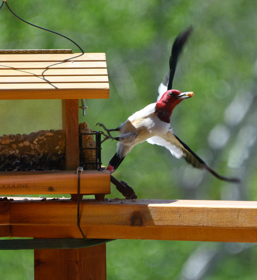Red-Headed Woodpecker