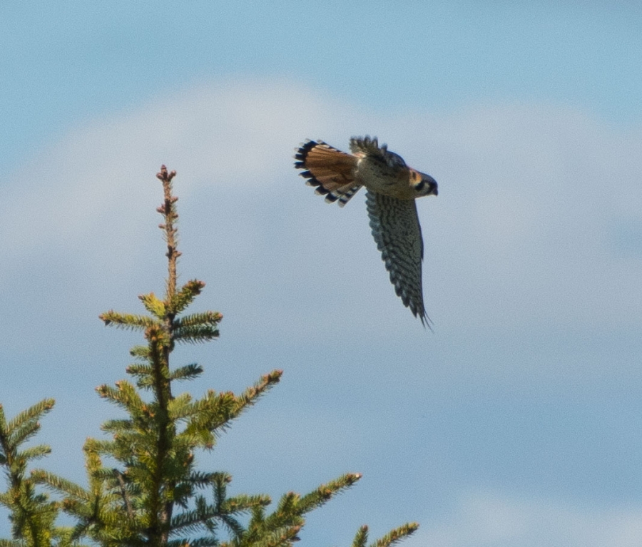 American Kestrel