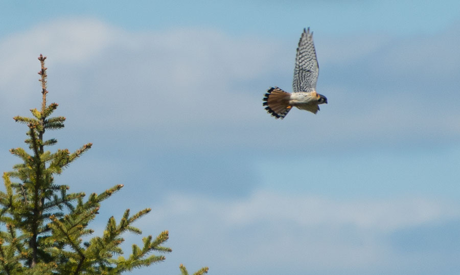 American Kestrel