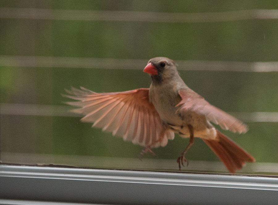 Our crazy Cardinal crashing into windows