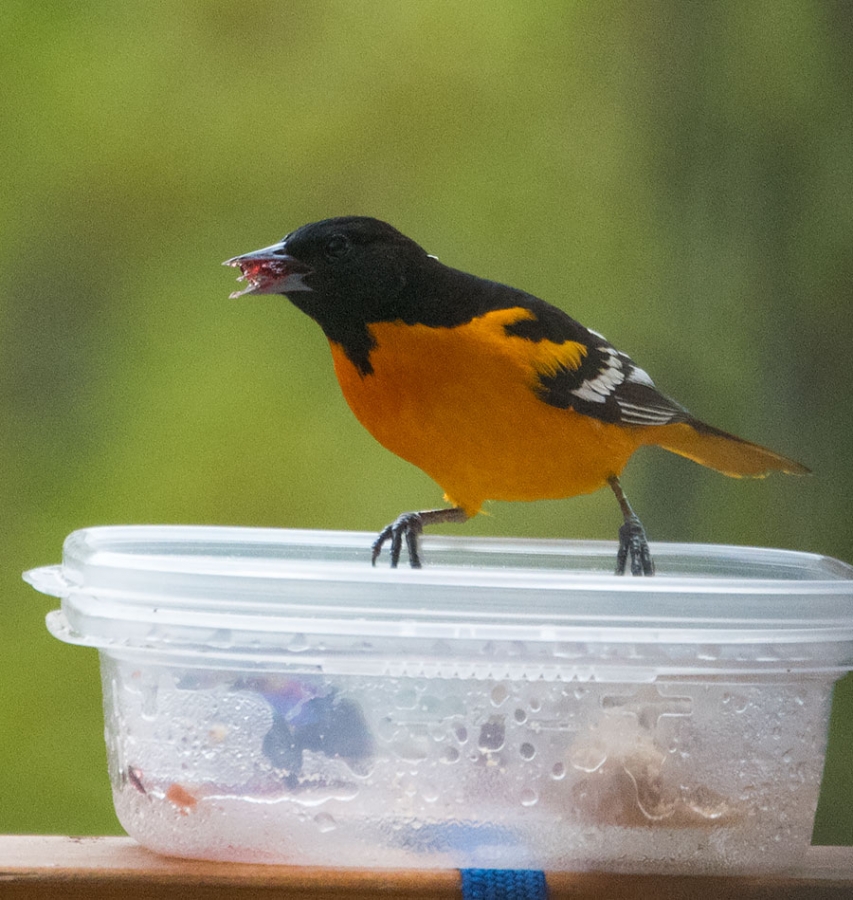 Baltimore Oriole eating jelly