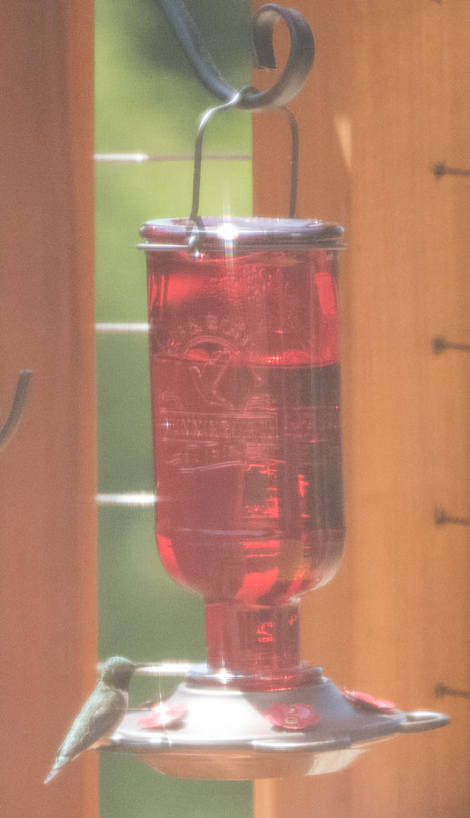 Our first Hummingbird