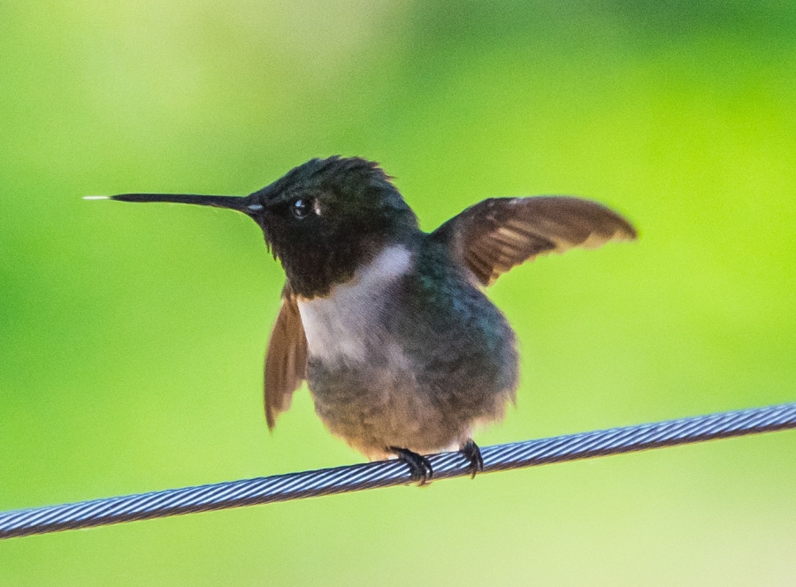 Hummingbird