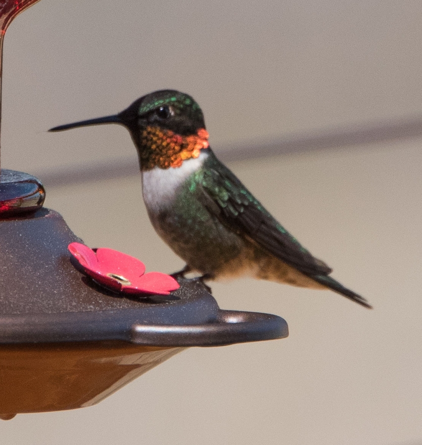 Ruby-throated Hummingbird