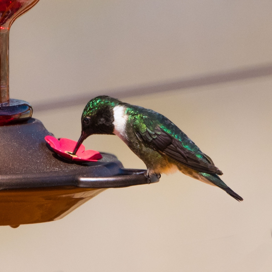Ruby-throated Hummingbird