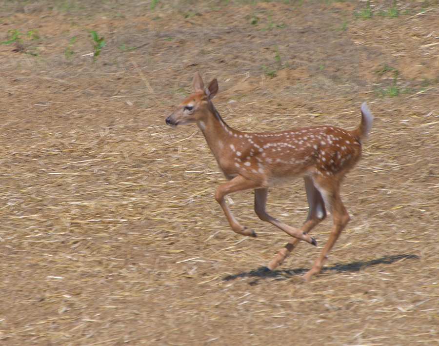 Fawn