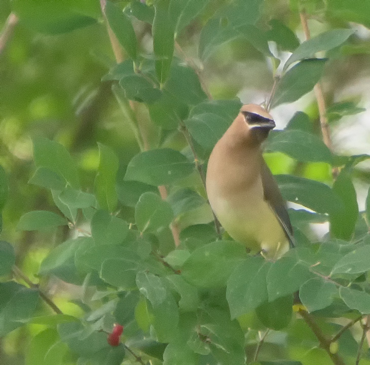 Cedar Waxwing