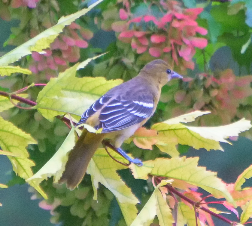 Not sure what this bird is