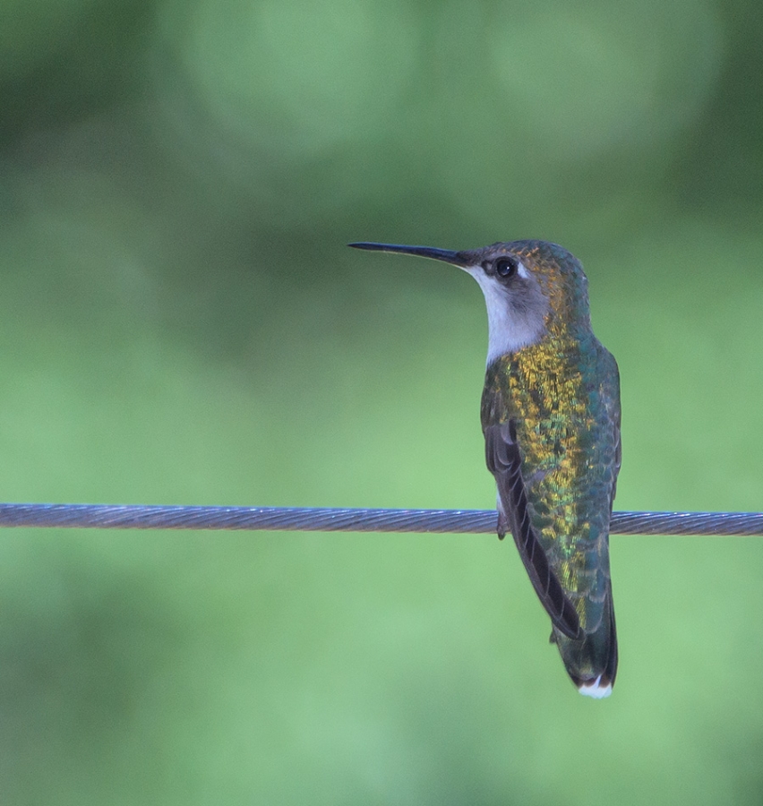 Hummingbirds