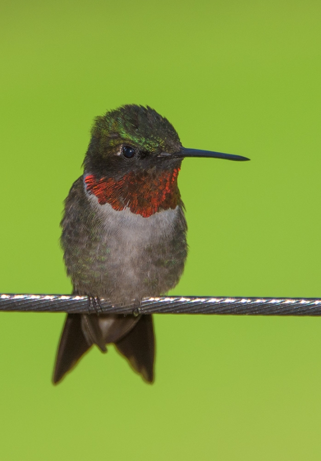Hummingbirds