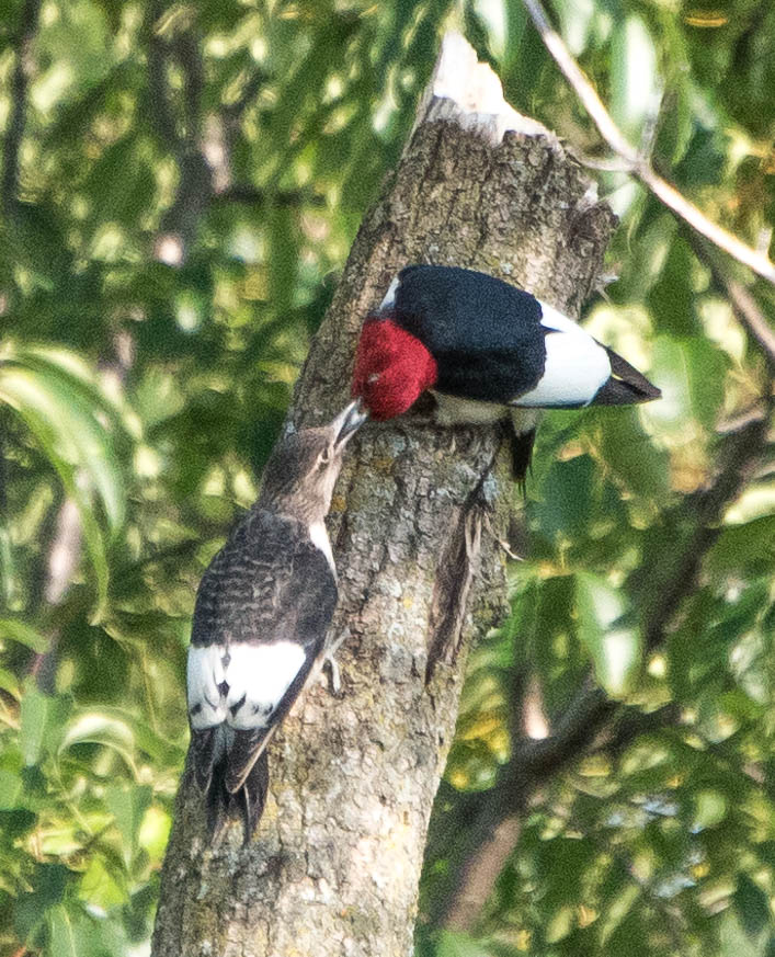 Red-headed Woodpecker feeding it's young