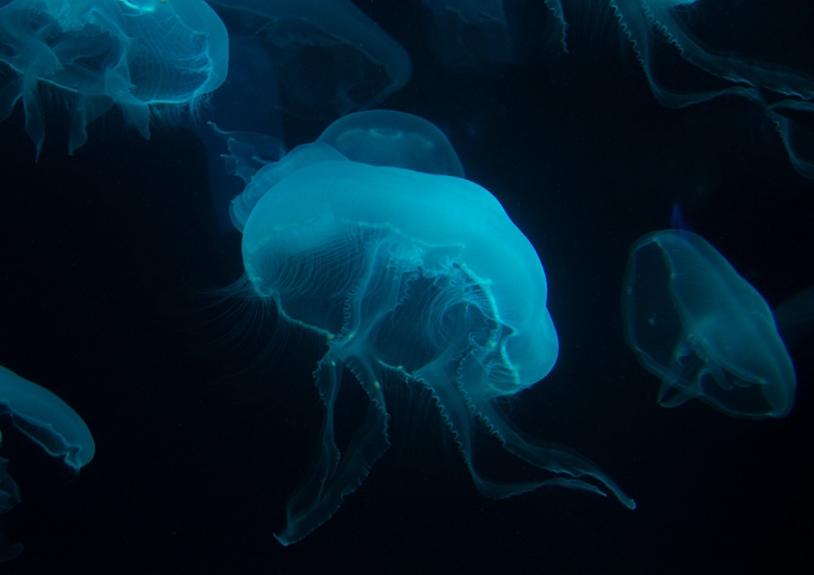 National Aquarium