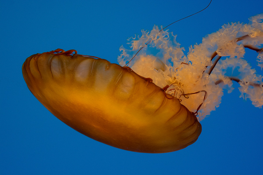 National Aquarium