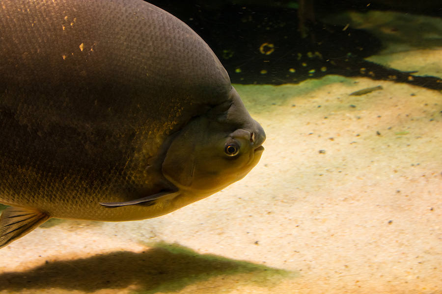 National Aquarium