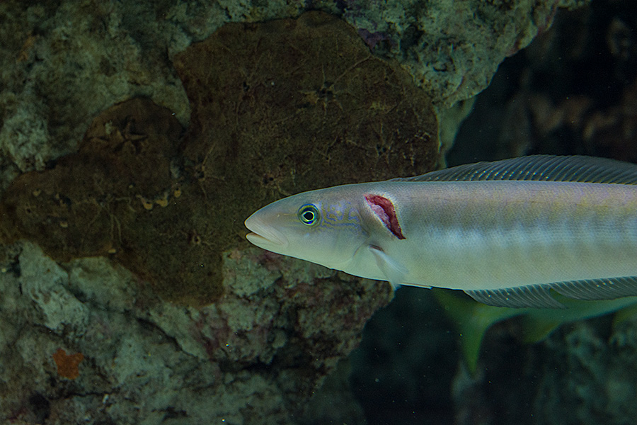 National Aquarium