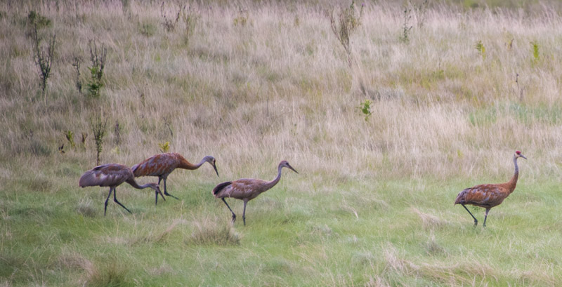 Sandhill Cranes