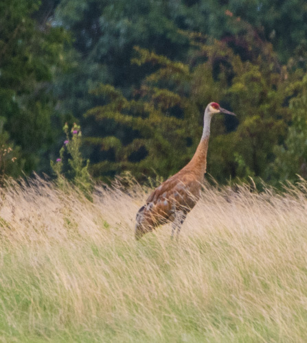 Sandhill Crane