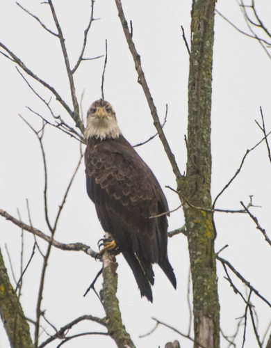 Does not look pleased with me