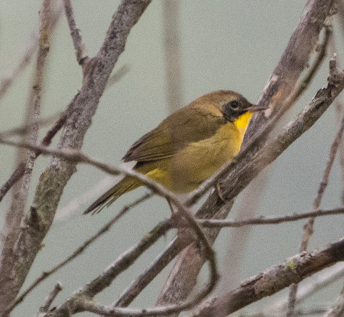 Common Yellowthroat