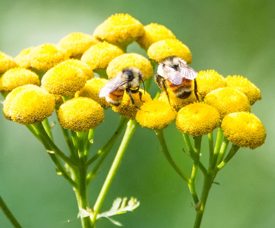 Bees