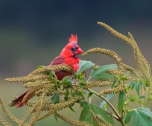 Northern Cardinal