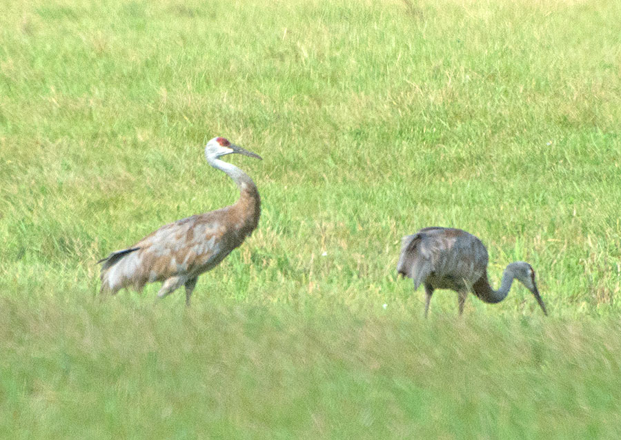 Sandhill Cranes