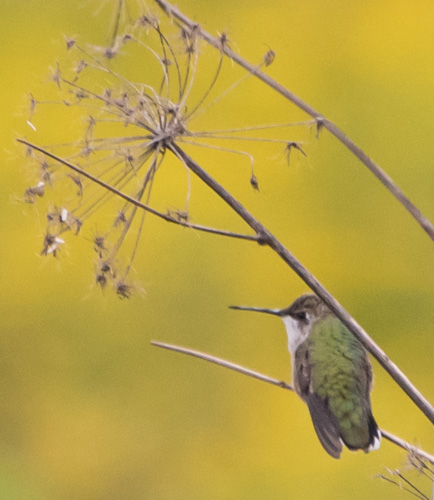 Hummingbird in the wild