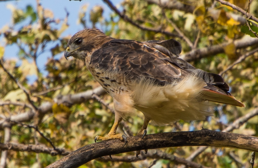 Just another hawk