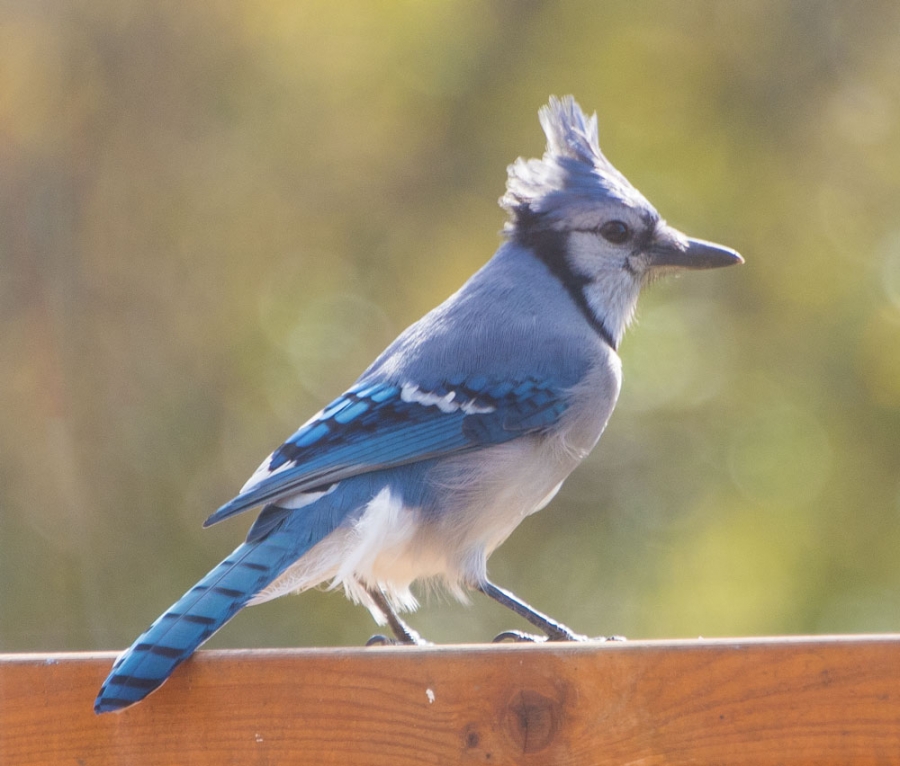 Blue Jay