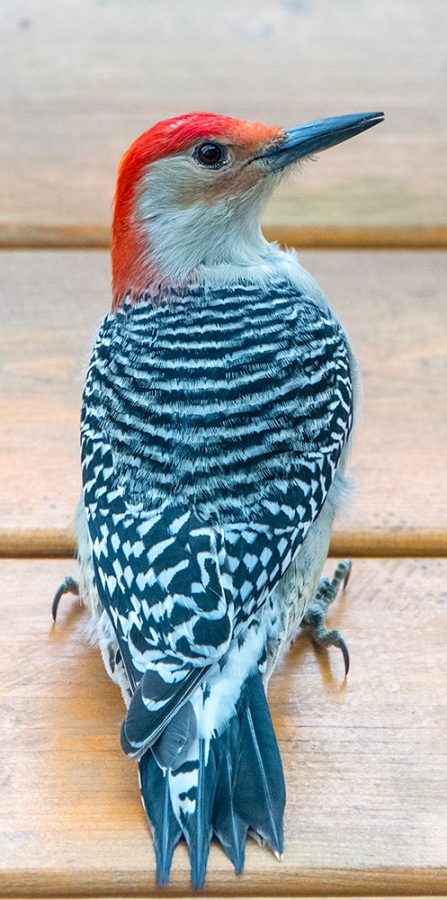 Red-Bellied Woodpecker